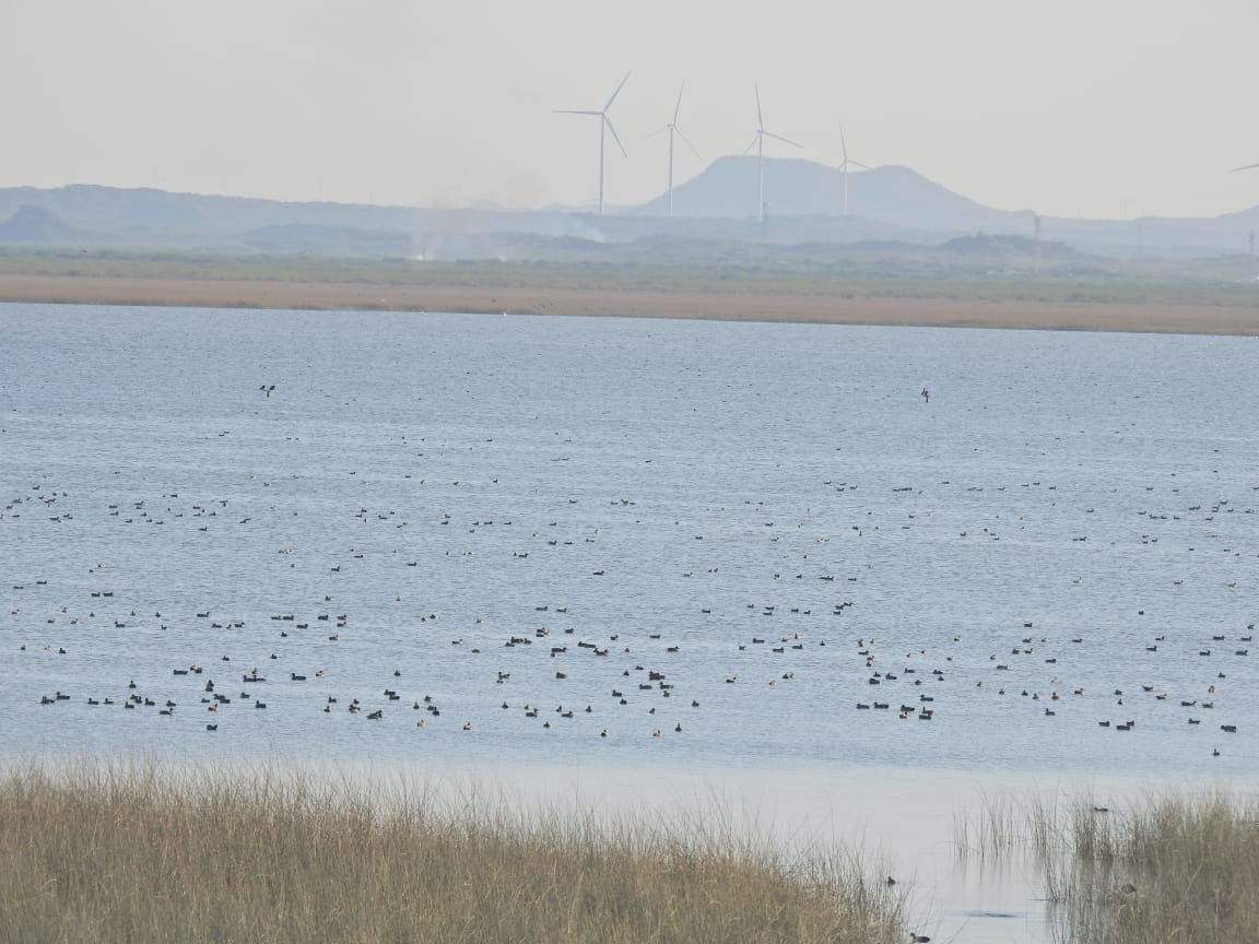 ગુજરાતને મળી 5મી રામસર સાઇટ: કચ્છનું 'છારી-ઢંઢ' હવે આંતરરાષ્ટ્રીય નકશા પર, જાણો કેમ આ વેટલેન્ડ છે ખાસ 3 - image