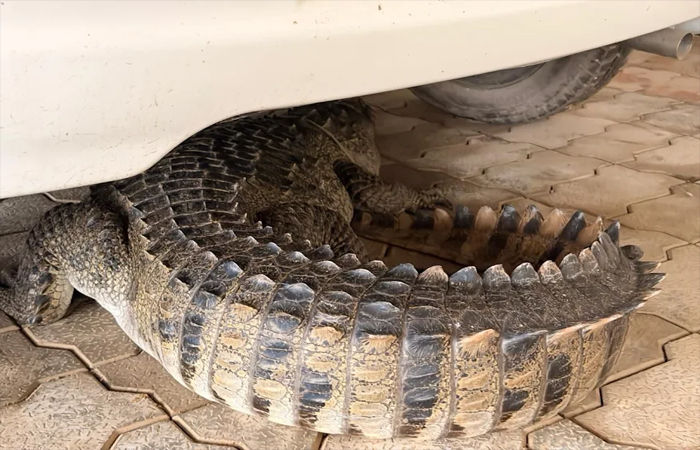 ભાયલીમાં કોમ્પ્લેક્સના પાર્કિંગમાં કાર નીચેથી 5 ફૂટના મગરનું રેસ્ક્યુ 2 - image