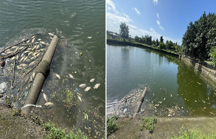 સુરતના સણીયા હેમાદ તળાવમાં સતત બીજા દિવસે પણ મરેલી માછલી મળવાનો સિલસિલો યથાવત 1 - image