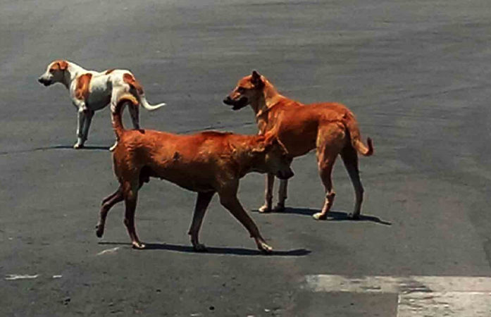 Stray Dogs Mass Killing in Telangana
