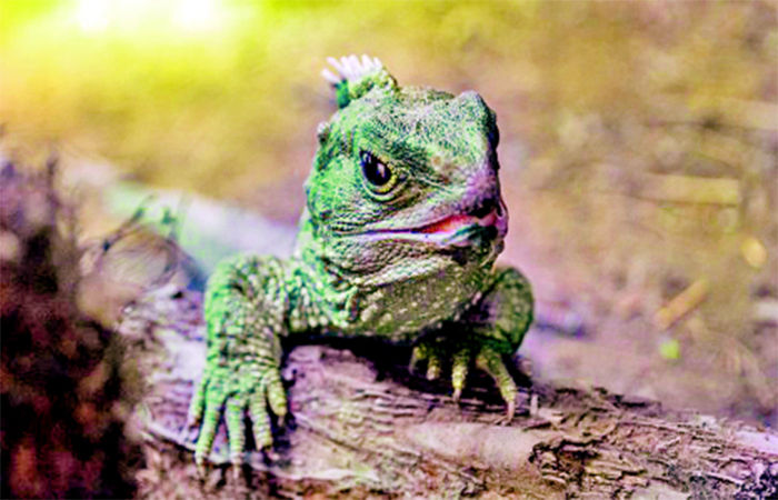 ન્યુઝીલેન્ડનું ત્રણ આંખવાળું ટુઆટારા | The three eyed tuatara of New ...
