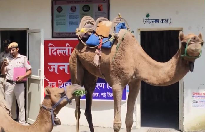 બુટલેગરોનો નવો પેંતરો! દિલ્હીમાં દારૂની ગેરકાયદે હેરાફેરી માટે હવે ઊંટનો ઉપયોગ કરતાં પકડાયા 1 - image