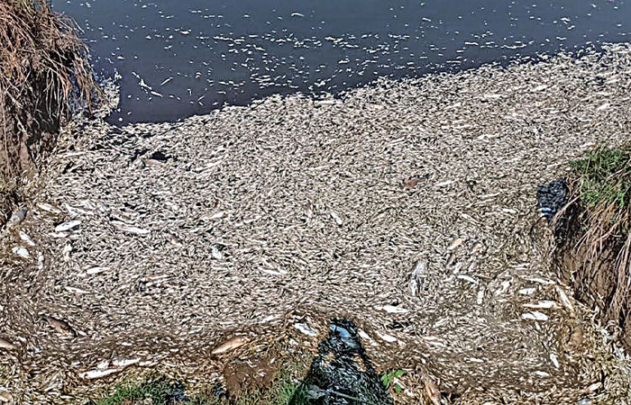 બાવળાના કલ્યાણગઢ તળાવમાં ફરી હજારો માછલીઓના મોત 1 - image