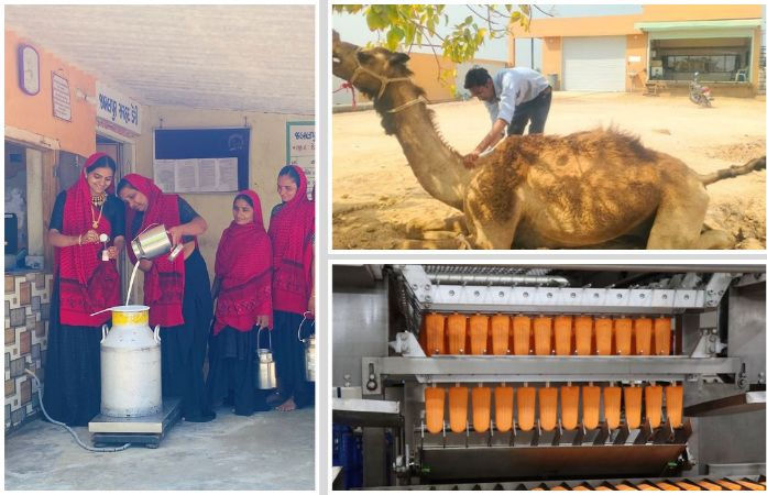 કચ્છની સહકારી ક્રાંતિ: સરહદ ડેરીએ ઊંટડીના દૂધ અને આઈસ્ક્રીમ પ્લાન્ટથી પશુપાલકોને કર્યા માલામાલ 1 - image