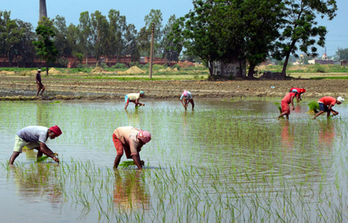 ખેડૂતોને કેન્દ્ર સરકારની નવા વર્ષની ભેટ: પીએમ ફસલ યોજનાની નાણાકીય ફાળવણી-ખાતર કંપનીઓને સહાય વધારી 1 - image