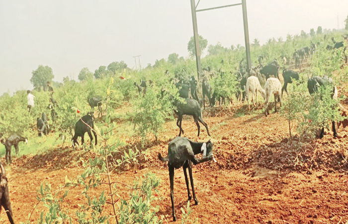 ખોડુ ગામે ગૌચરની જમીન ખુલ્લી કર્યા બાદ પશુઓ ચરાવી દેવાયા 1 - image