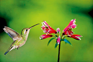 મીઠા પાણીનું સૌથી મોટું સરોવર : લોકટાક તળાવ 6 - image