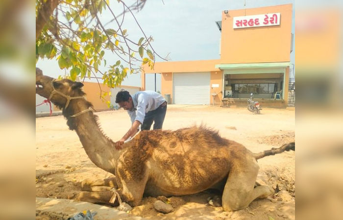 કચ્છની સહકારી ક્રાંતિ:  સરહદ ડેરીએ ઊંટડીના દૂધ અને આઈસ્ક્રીમ પ્લાન્ટથી પશુપાલકોને કર્યા માલામાલ 4 - image