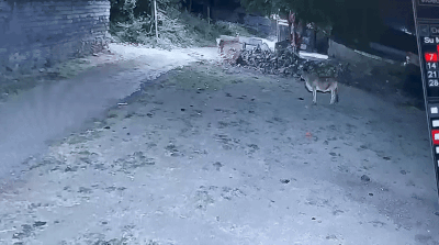 બાપ રે! અમરેલીમાં વાછરડાએ સાવજને દોડાવ્યો, પછી જુઓ શું થયું: ઘટના CCTVમાં કેદ 4 - image