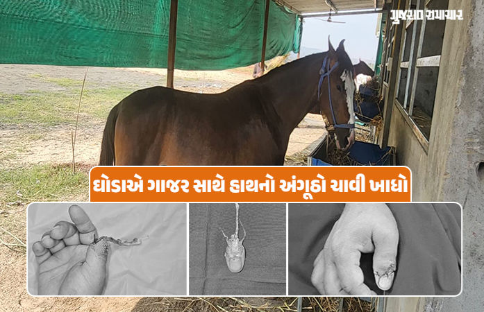 પશુ પ્રેમીઓ સાવધાન! ઘોડો ગાજર ખવડાવતા માલિકનો હાથનો અંગૂઠો ચાવી ગયો, બાદમાં સફળ સર્જરી 1 - image