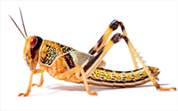 કચ્છના ખાવડા-વાગડમાં પણ તીડ દેખાયા 1 - image