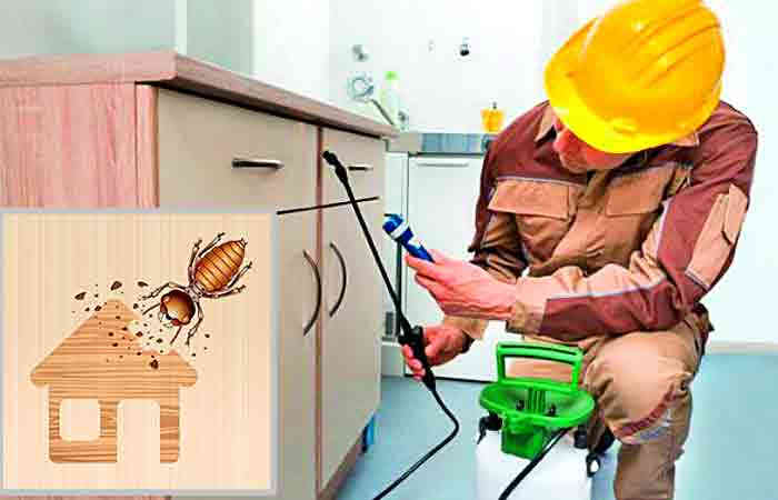 જાલીમ ઊધઈનો અસરકારક ઉપાય 1 - image