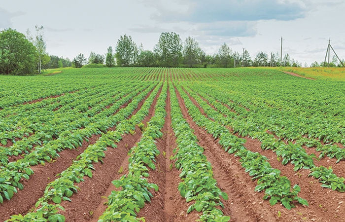 વડીલોપાર્જીત ખેતીની જમીનમાં હયાતીમાં વહેંચણ - વારસાઈના ધોરણે સીટી સર્વેમાં સમાન જોગવાઈ કરવી જરૂરી