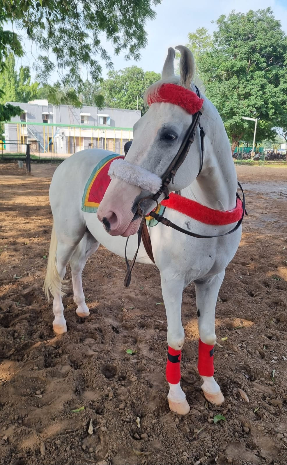 અમદાવાદ: પ્રજાસત્તાક પર્વની ઉજવણીમાં સમ્રાટ સહિતના અશ્વોના કરતબ આકર્ષણનું કેન્દ્ર બનશે, જુઓ તસવીરો 2 - image