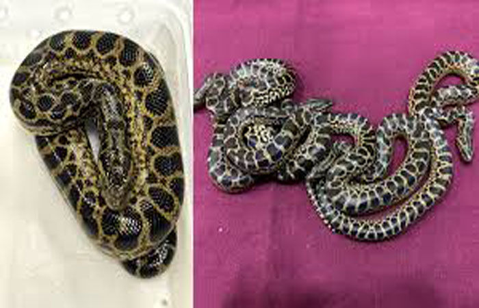 મુંબઈ એરપોર્ટ પર 154 દુર્લભ વિદેશી વન્યજીવ સાથે મહિલાની ધરપકડ 1 - image