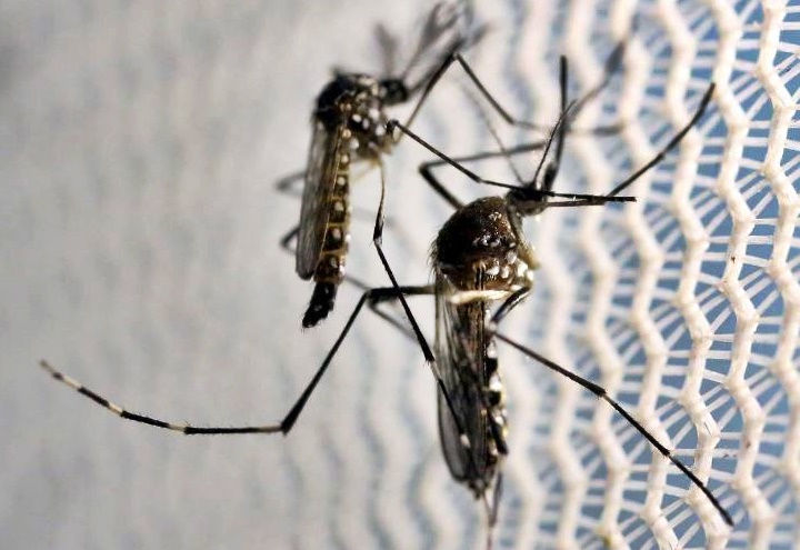 Over 380 monthly malaria cases in Gujarat, only 96 in Ahmedabad in six years