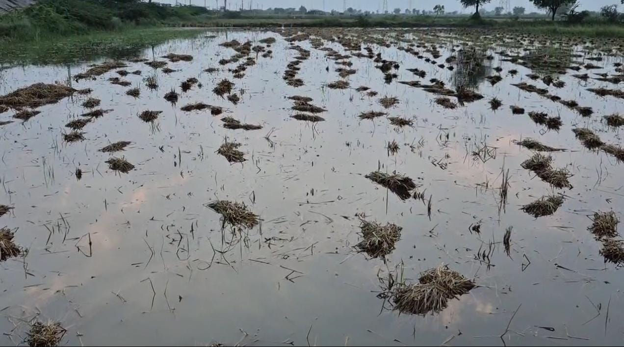 VIDEO: અમદાવાદમાં બાવળાના ખેતરોમાં જળપ્રકોપ: ડાંગરનો પાક ડૂબ્યો, જગતના તાતની હાલત દયનીય 3 - image