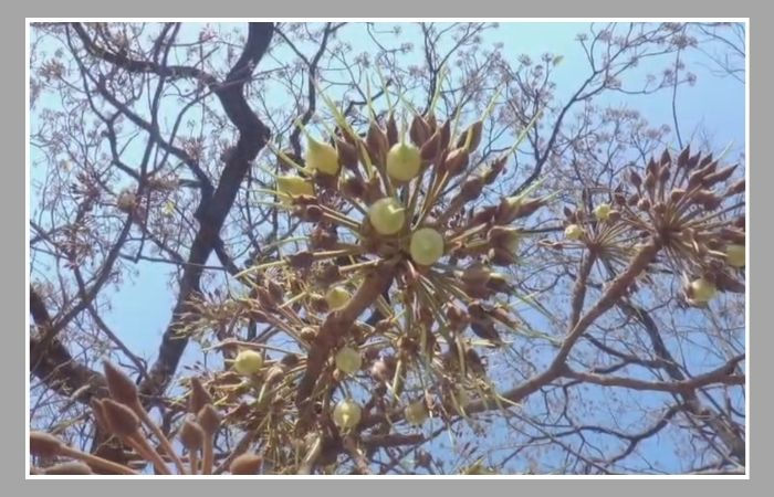 ગુજરાતનું 'ચિપકો આંદોલન': છોટા ઉદેપુરમાં મહુડાના વૃક્ષો બચાવવા આદિવાસી મહિલાઓએ છેડ્યો હતો જંગ 4 - image