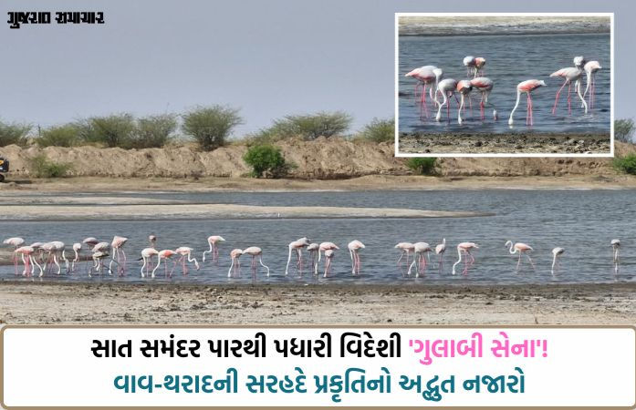 સરહદનો અણમોલ ખજાનો: ભારત-પાક. બોર્ડર નજીક રાછેણા ગામના આંગણે પહોંચ્યા સેંકડો 'ફ્લેમિંગો' પક્ષી 1 - image