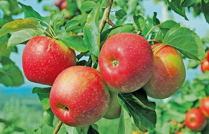 વેપાર કરારમાં પ્રગતિ પણ અમેરિકા અને યુરોપ સાથે હજુ સ્થિતિ અદ્ધરતાલ 6 - image