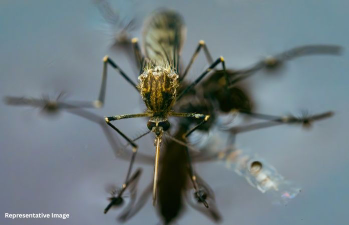 સરકારનું જૂઠાણું? અમદાવાદમાં મેલેરિયાના કેસ બાબતે સરકાર અને AMCના આંકડામાં જમીન-આકાશનો ફેર! 1 - image