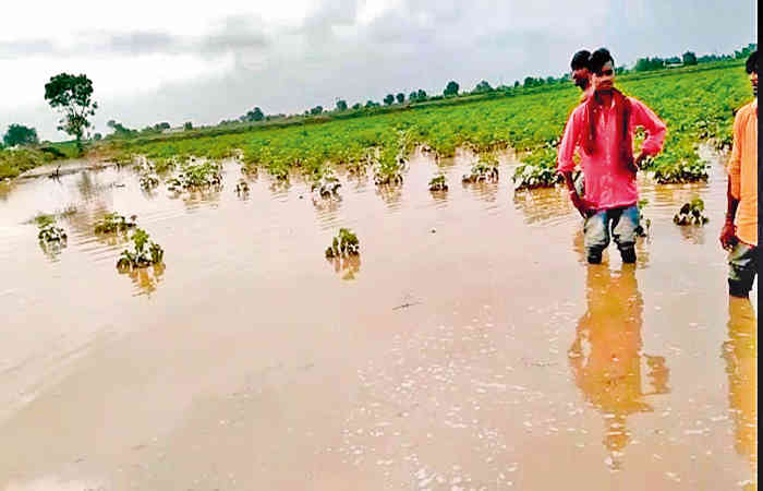 હળવદના વેગડવા ગામની સીમમાં પાણી વહેણ બંધ કરાતા ખેતરોમાં પાણી ભરાયા | The  fields in the seam of Vegadwa village of Halwad were flooded - Gujarat  Samachar