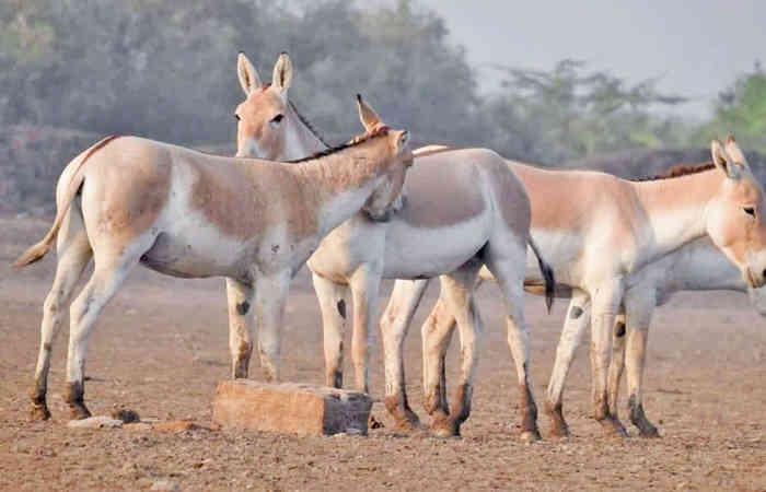 ઘુડખર અભયારણ્ય 5 મહિના માટે બંધ 1 - image