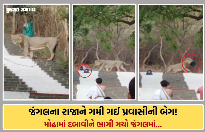 ભાવનગર: પાલીતાણાના શેત્રુંજય પર્વત પર અનોખી ઘટના, પ્રવાસીની બેગ લઈને ભાગ્યો સિંહ! જાણો આખો મામલો 1 - image