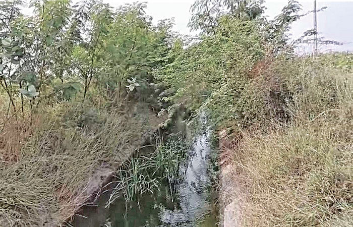 વલ્લભીપુર બ્રાન્ચની ડી-ટુ કેનાલની સફાઇ કરવામાં નહીં આવતા હાલાકી 1 - image