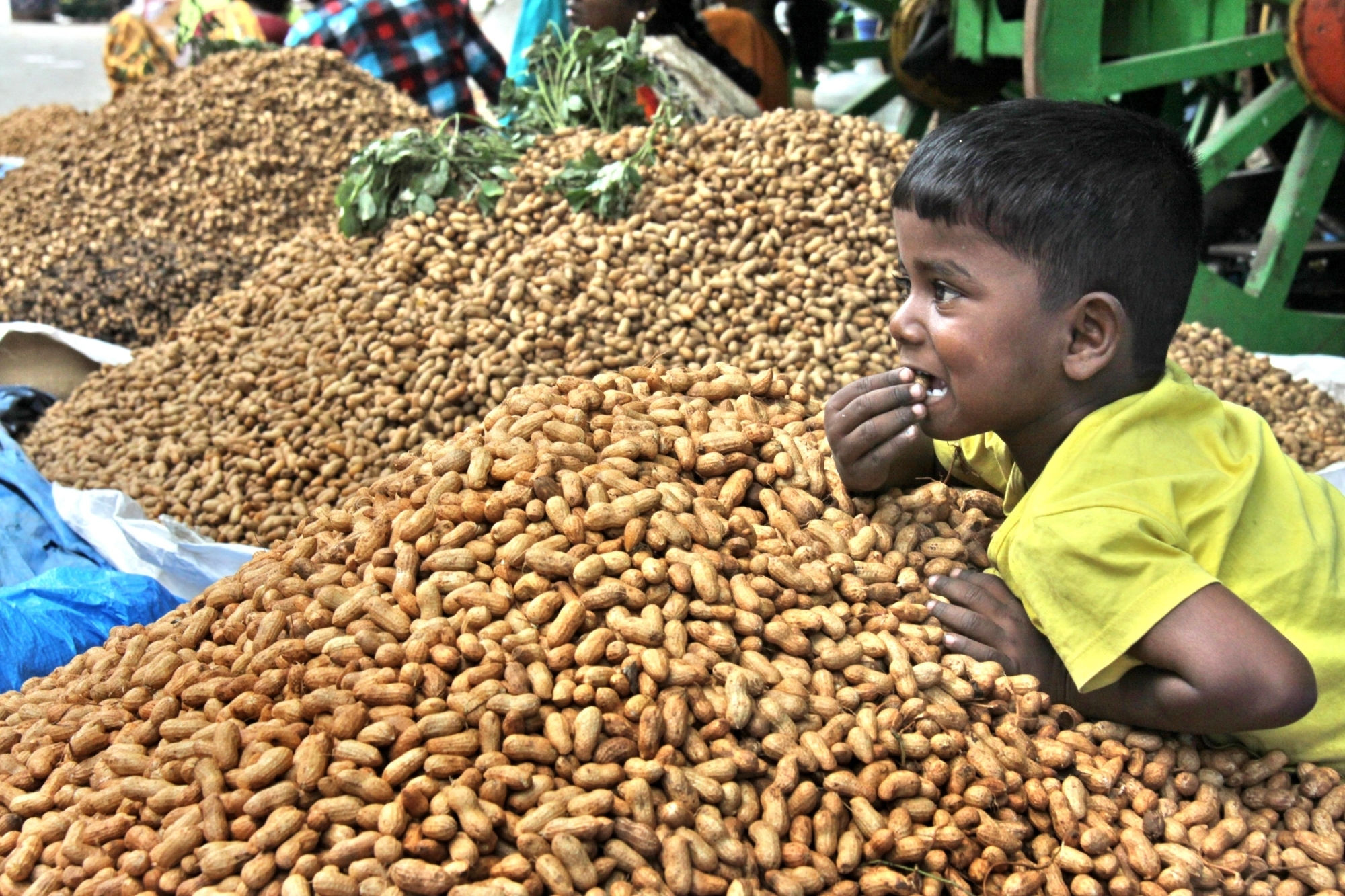 Farmers in Gujarat can register for MSP sale of groundnut, moong, urad, soybean from Sept 1–15
