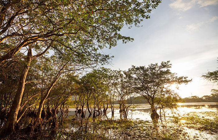 mangrove-cover