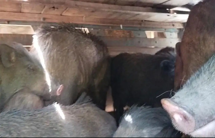 ક્રૂરતાપૂર્વક 32 ભૂંડ ભરેલા 5 વાહનો ઝડપાયો, આરોપીઓ ફરાર 1 - image