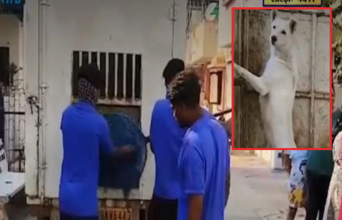 વડોદરાના મકરપુરાની સાઈ દર્શન સોસાયટીમાં અનેક લોકોને કરડનાર શેરી કૂતરાને રેસ્ક્યુ કરાયું 1 - image