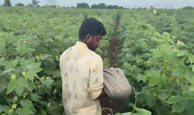 VIDEO | અમરેલી: સાવરકુંડલામાં દીપડાના હુમલામાં બાળકીનું મોત, ફોરેસ્ટ વિભાગ ઘટનાસ્થળે 3 - image