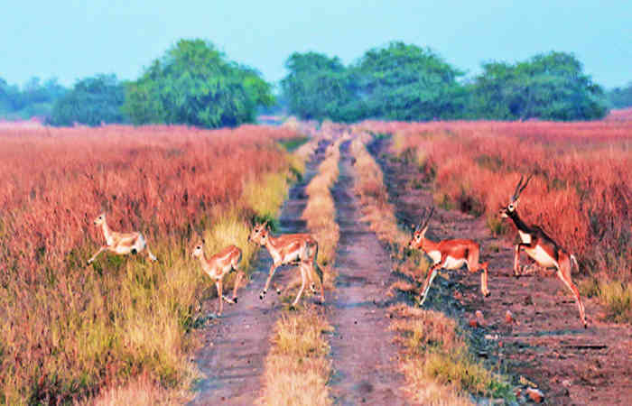 વેળાવદરનું કાળિયાર રાષ્ટ્રીય ઉદ્યાન 1 - image