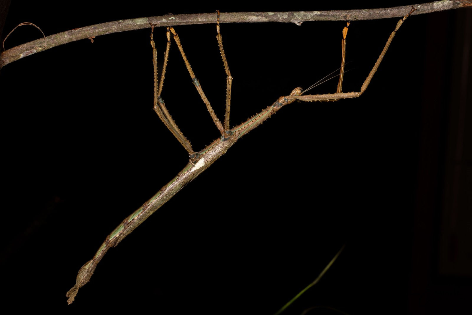 JCU scientists identify Australia’s heaviest insect in remote rainforest canopy