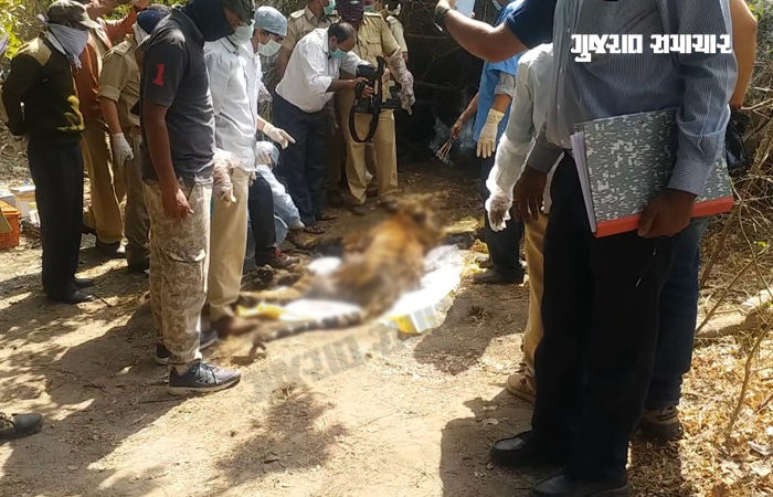 2019માં પણ ગુજરાતમાં આવ્યો હતો વાઘ, 6 મહિનામાં થયું હતું મોત, કારણ જાણી તમારી આંખો ભીની થઈ જશે 3 - image