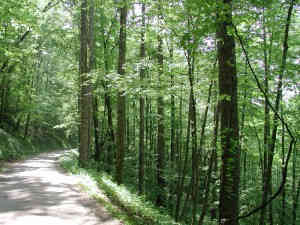 કલાઇમેટ ચેન્જથી બચવા વનસ્પતિ પણ મૂળ જગ્યાથી સ્થળાંતર કરે છે 2 - image