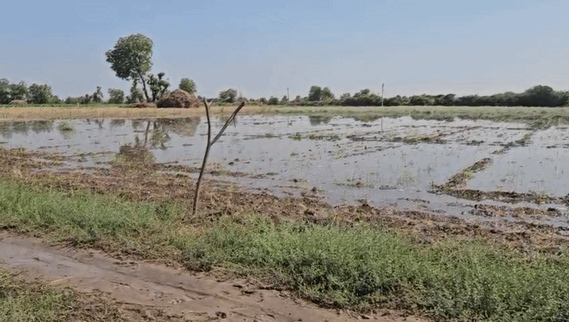 બનાસકાંઠા: સુઈગામના કોરેટીમાં કેનાલ તૂટતા 40 વીઘાના પાક પર પાણી ફરી વળ્યા, તંત્રની બેદરકારીથી ખેડૂતો પાયમાલ 3 - image