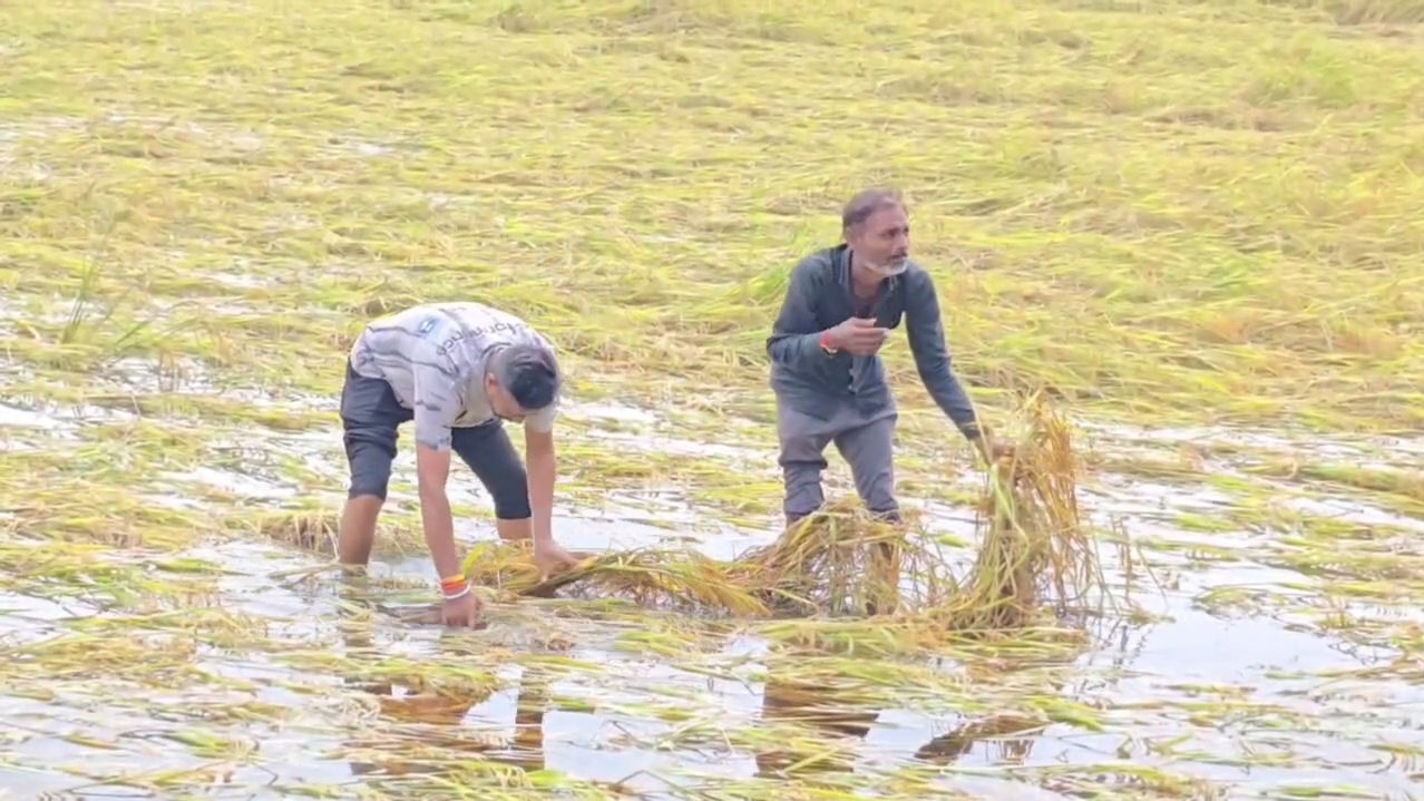 VIDEO: પંચમહાલના શહેરામાં માવઠાથી ડાંગર સહિતના પાકને વ્યાપક નુકસાન, તાત્કાલિક સહાયની ખેડૂતોની માગ 2 - image