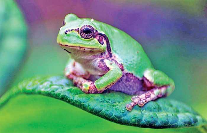 વૈજ્ઞાનિકોને દેડકાના આંતરડામાંથી કેન્સર મટાડે તેવા બેક્ટેરિયા મળ્યાં 1 - image