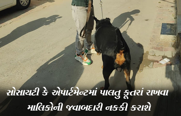 અમદાવાદમાં જાહેર સ્થળો ઉપર પાલતુ કૂતરાં લઈ જવા ઉપર નિયંત્રણ આવશે, પેટ ડોગ રાખવા નિયમો વધુ કડક બનશે 1 - image