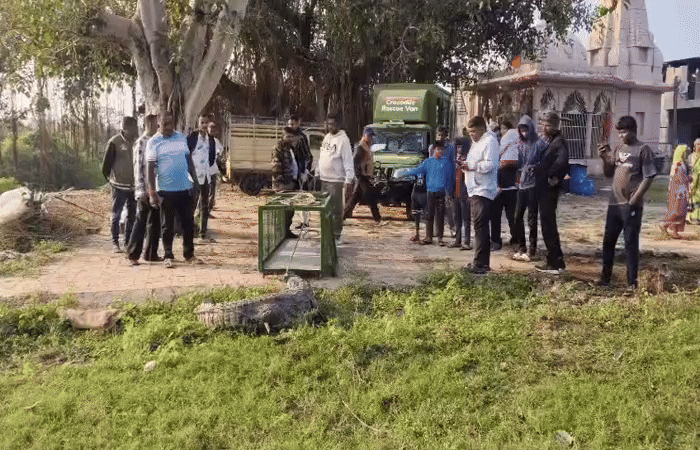 વડોદરા નજીક વરણામા ગામે મંદિર પાસે આવી ગયેલા 10 ફૂટના મહાકાય મગરનું રેસ્ક્યુ 1 - image