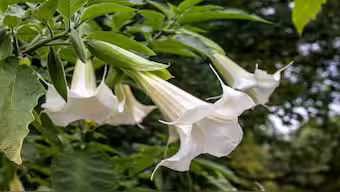 જેફ્રી એપસ્ટીન ફાઇલ્સમાં ઝોમ્બા ફલાવરનો ઉલ્લેખ, નશા માટે થતો હતો ઉપયોગ 2 - image