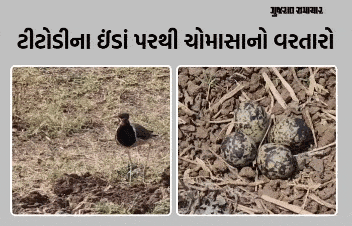 રાજપીપળામાં ટીટોડીના ઈંડાં પરથી ચોમાસાનું અનુમાન: 3 ઊભા, 1 આડું!