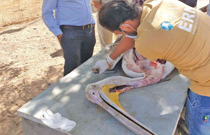 મહુવા રેન્જની કળસાર બીટમાં ચાર પેલીકનોના મૃતદેહ મળી આવ્યા 1 - image