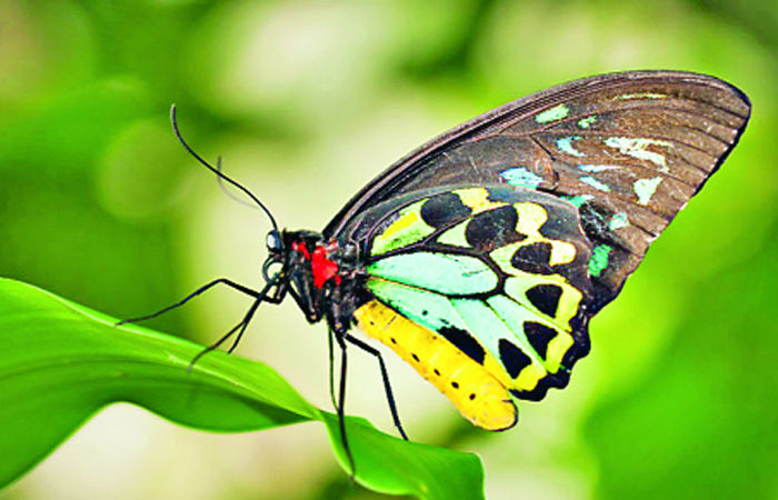 ઝેરી પતંગિયું : ક્વિન એલેકઝાન્ડ્રા બર્ડ વિંગ 1 - image