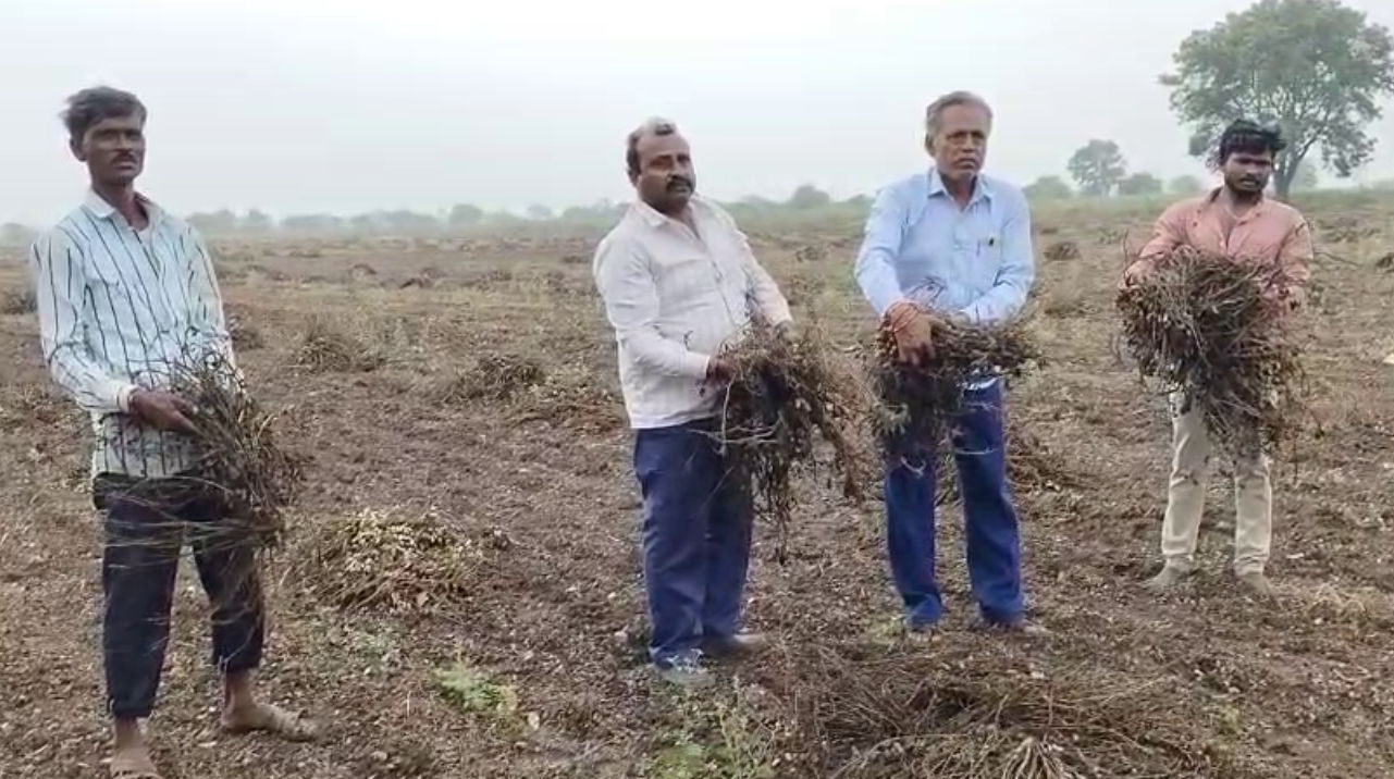 'મગફળીના પાથરા તણાયા, કપાસ પલળી ગયો...', અમરેલી પંથકમાં કમોસમી વરસાદના કારણે ખેડૂતોમને મોટાપાયે નુકસાની, સરકાર પાસે સહાયની માગ 3 - image