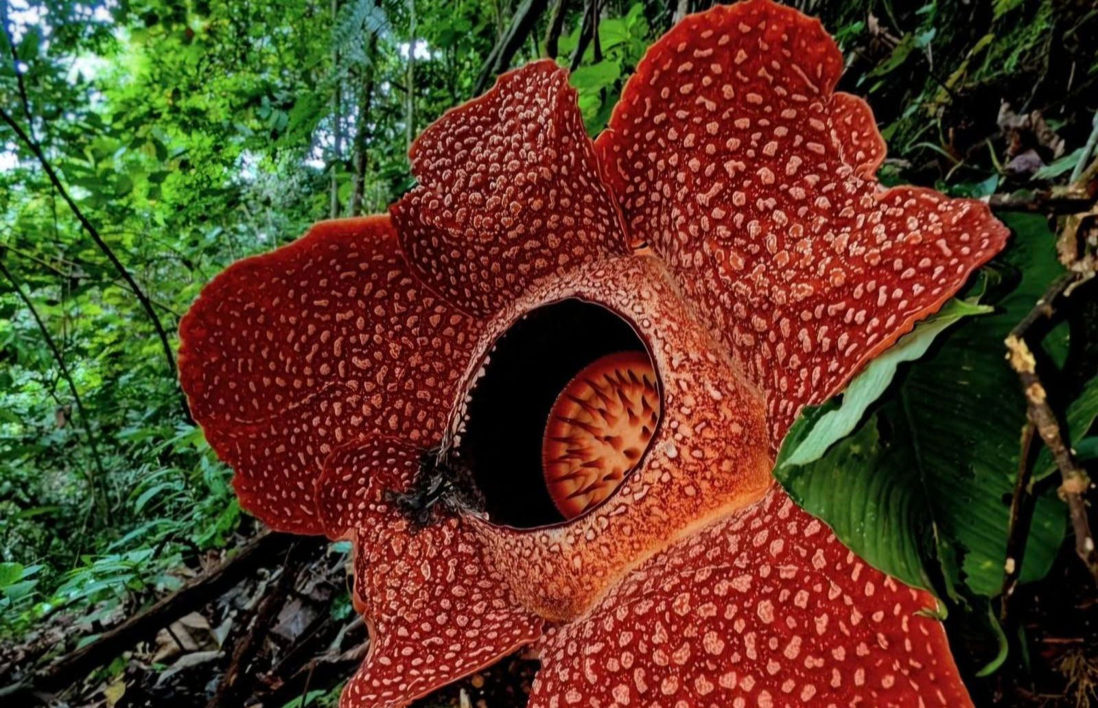 After 13 years of waiting, conservationists rediscovered one of the world’s rarest flowers in Sumatra