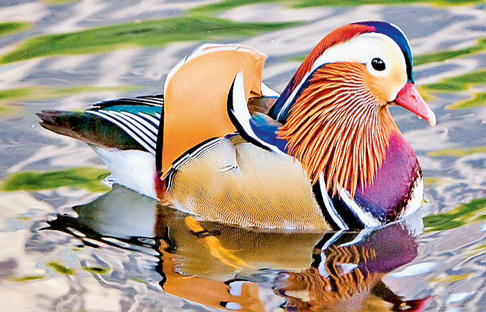 કલગીવાળી રંગબેરંગી બતક મેન્ડારિન ડક . 1 - image